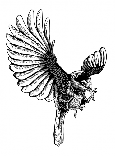 bird, wings, fly-7699748.jpg