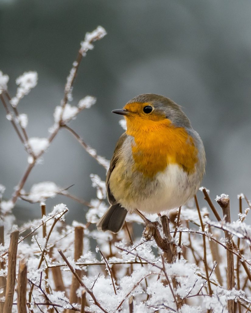 wildlife, bird, songbird-3033988.jpg